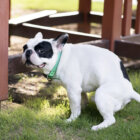 フレンチブルドッグ