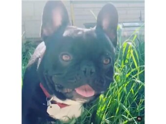 フレンチブルドッグ,動画