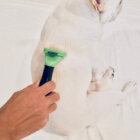 フレンチブルドッグ