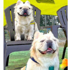 フレンチブルドッグ,長毛