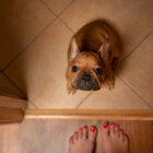 フレンチブルドッグ,笑顔,安心