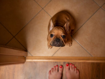 フレンチブルドッグ,笑顔,安心