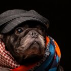 フレンチブルドッグ,犬服,ニオイ