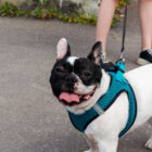 フレンチブルドッグ,ミドルシニア