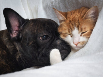 フレンチブルドッグと猫