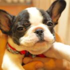 フレンチブルドッグ