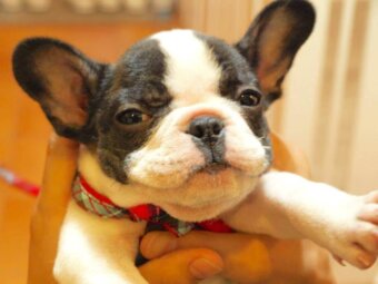 フレンチブルドッグ