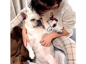 フレンチブルドッグ,動画