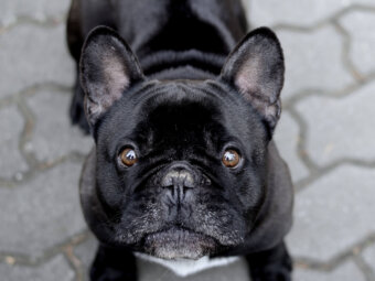 フレンチブルドッグ寿命