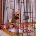 フレンチブルドッグ,動画