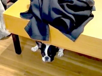 フレンチブルドッグ,動画