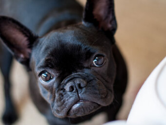 フレンチブルドッグ,ミドルシニア