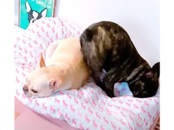 フレンチブルドッグ,動画
