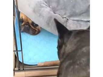 フレンチブルドッグ,動画