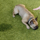 フレンチブルドッグ