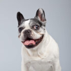 フレンチブルドッグ寿命