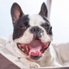 フレンチブルドッグストレス