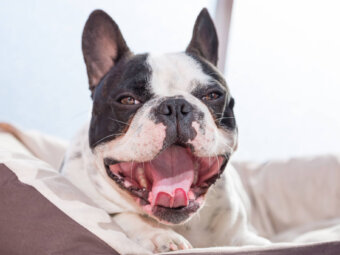 フレンチブルドッグストレス