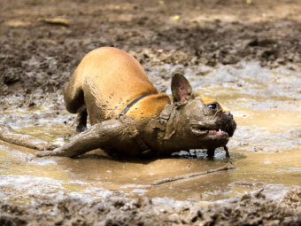 フレンチブルドッグ泥だらけ
