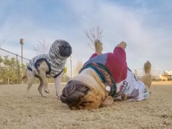 フレンチブルドッグダンス