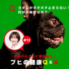 フレンチブルドッグ