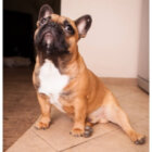 フレンチブルドッグ,動画
