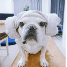 フレンチブルドッグ羊巻き