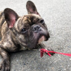 フレンチブルドッグ,友だち,お出かけ