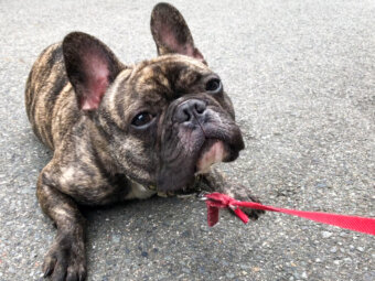 フレンチブルドッグ,友だち,お出かけ