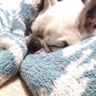 フレンチブルドッグ