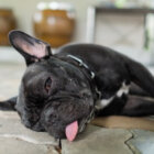 フレンチブルドッグ,トラブル,安全