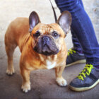 フレンチブルドッグ,イベント,体調管理