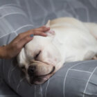 フレンチブルドッグ,カームダウン,安心